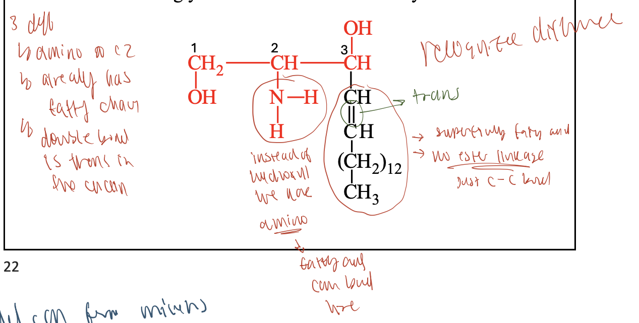<ol><li><p><strong>Backbone</strong>: Sphingosine has 2 hydroxyl groups and 1 amino group (–NH₂), while glycerol has 3 hydroxyl groups.</p></li></ol><ol><li><p><strong>Built-in hydrocarbon chain</strong>: Sphingosine includes a long nonpolar chain; glycerol does not.</p></li><li><p><strong>Fatty acid attachment</strong>: Sphingolipids use an&nbsp;<strong>amide bond</strong>&nbsp;(via –NH₂); glycerolipids use&nbsp;<strong>ester bonds</strong>&nbsp;(via –OH).</p></li></ol><p></p>