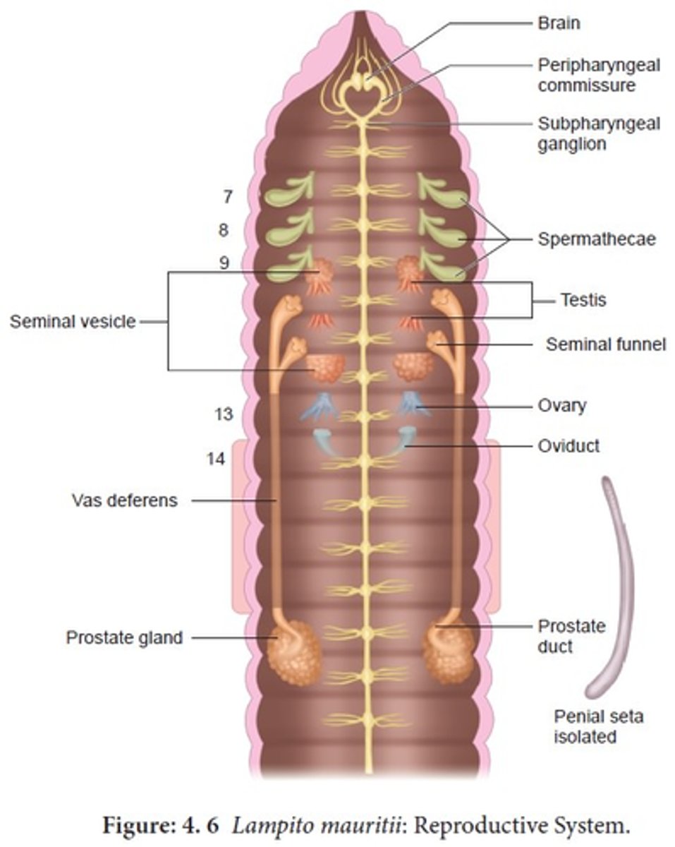 <p>What is this photo pointing to? (14th segment)</p>