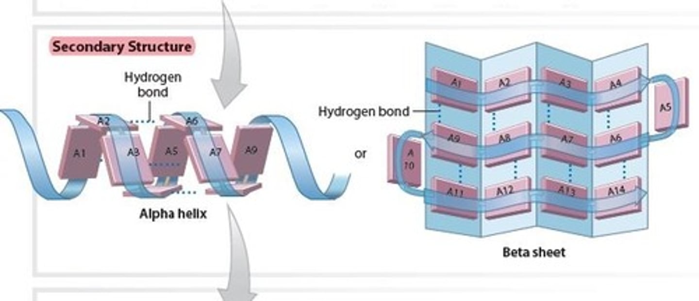 <p>Results from bonds formed between atoms at different parts of the polypeptide chain</p><p>– Example: hydrogen bonds</p><p>• May create simple spiral (alpha-helix) or flat pleated</p><p>sheet (beta sheet)</p><p>- simple spiral (Alpha-helix) is the most common </p>