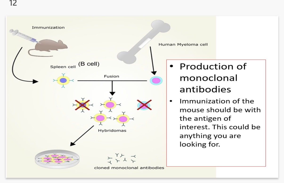 <p>Monoclonal antibodies - how science works.</p><p>• A bacterium or other organisms entering the body has hundreds of different …1? on its surface and each will induce a …2? B-cell to clone itself.</p><p>• A single type of antibody can be isolated outside of the body and …3?. These are called …4? antibodies.</p><p>• Antibodies can be used in science laboratories, for detection of specific proteins.</p><ol start="5"><li><p>What is the process of monoclonal antibody cloning?</p></li><li><p>State 4 uses of monoclonal antibodies?</p></li><li><p>After a disease is diagnosed, monoclonal antibodies are used in some medical treatments. Give 2 examples of using monoclonal antibodies in a medical treatments?</p></li></ol><p></p>
