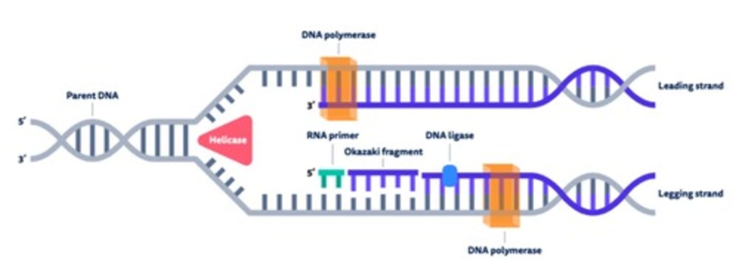 <p>Primer Synthesis: RNA primase synthesizes short RNA primers complementary to the DNA template.</p><p>Provides a starting point for DNA polymerase.</p>