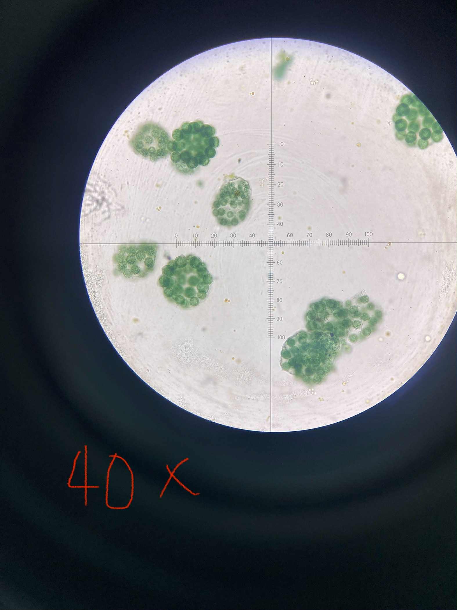 <p>specimen</p><p>phylum</p><p>color</p><p>shape</p><p>cell arrangement</p><p>motility</p><p>characteristic</p>