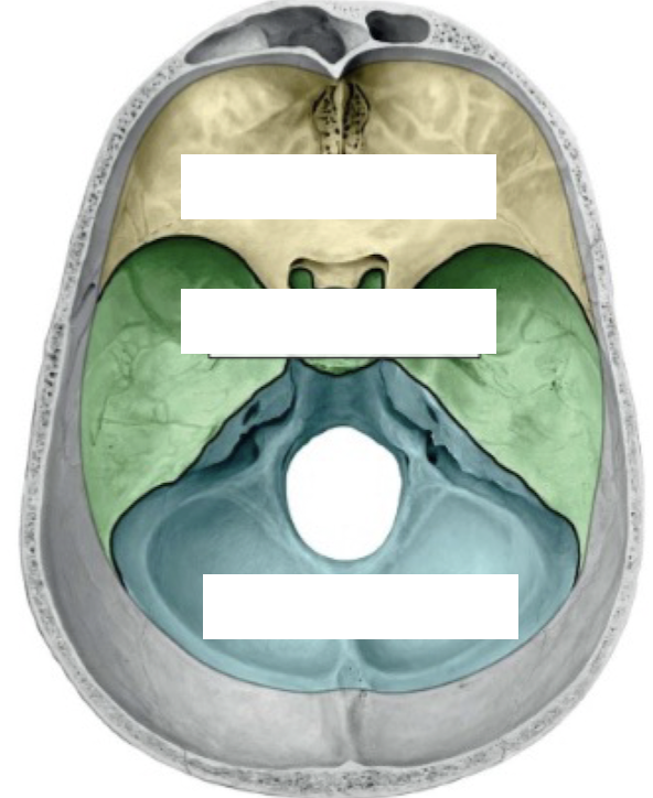 <p>Cranial Fossae</p>