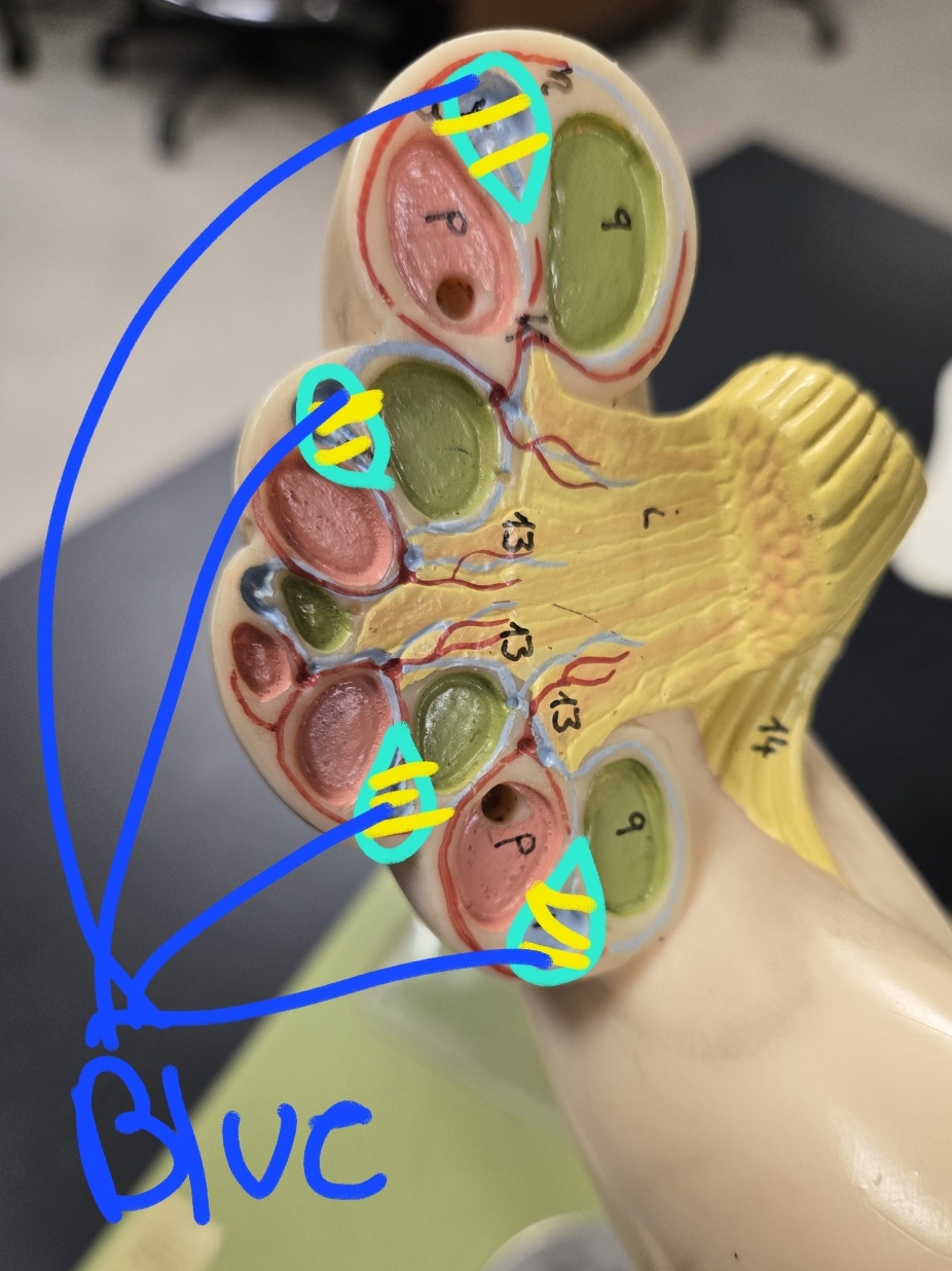 <p>Internal anatomy of the cochlea</p>