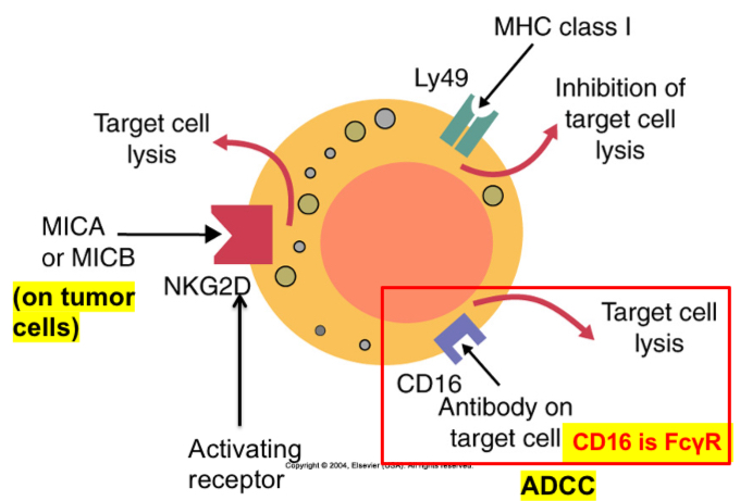 <p><span><span>Three of the receptors found on mouse NK cells. Ly49 recognizes MHC class I molecules and suppresses NK cytotoxicity. CD16 binds immunoglobulins and triggers cytotoxicity by antibody-dependent cellular cytotoxicity. NK cells also express NKG2D, a receptor for molecules such as </span><u><span>MICA and MICB</span></u><span>. These molecules are commonly </span><u><span>expressed on tumor cells</span></u><span>.</span></span></p>