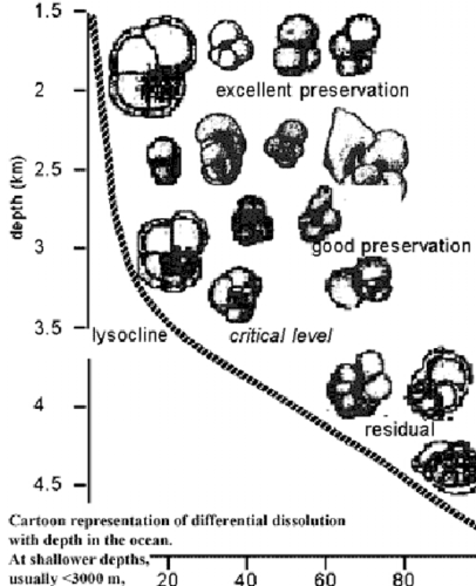 <p>Depth below which water becomes undersaturated in CaCO3 and dissolution greatly increases</p>