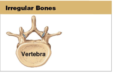 <p>Bones with complex shapes have short, flat, notched, or ridged surfaces.</p>