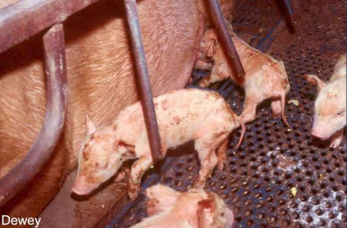 <p><strong>Coronviruses </strong>- RNA viruses, infect resp. and GI epithelium. Affect mammals &amp; birds. </p><ul><li><p>Family: <strong>Coronaviridae </strong>with genuses:</p><ul><li><p><strong>Genus coronavirinae </strong></p><ul><li><p><strong>Alphacoronavirus </strong>- <span style="color: blue;">TGE</span>, canine coronavirus, PED (pigs), FIP-virus </p></li><li><p>Beta - <span style="color: rgb(0, 171, 245);">Bovine corona virus </span>(gastroenteritis, bloody diarrhea, winter dysentery resp. disease, fecal oral, no vaccine)</p></li><li><p><strong>gamma </strong>- <span style="color: blue;">infectious bronchitis</span></p></li><li><p>delta </p></li></ul></li><li><p>Genus torovirinae - diarrhea in calves, pigs, horses </p></li></ul></li></ul><p><strong>Swine - Transmissible Gastroenteritis (TGE)</strong></p><ul><li><p><strong>caused </strong>by: Coronavirus </p></li><li><p><strong>Species</strong>: Pigs, esp. piglets</p></li><li><p><strong>Transmission</strong>: Fecal-oral, virus shed massively in feces, spreads fast in poor hygiene</p></li><li><p><strong>Survival</strong>: killed by sunlight in hours, survives long in the cold, resistant to disinfectants. Disease is in farrowing houses until sow gets immunity to protect piglets, once lactogenic immunity is no longer being taken in the pigs → infected → virus multiply → pigs shed the virus → contaminated weaner rooms. </p></li><li><p><strong>CS</strong>: </p><ul><li><p>Piglets (<7 days old) - watery diarrhea, severe dehydration, up to 100% mortality in 2-3 days, no response to ATB</p></li><li><p>Weaners &amp; growers: vomit, diarrhea, rapid spread, recovers in ish 5 weeks</p></li><li><p>Sows: Mild vomiting, diarrhea, recover in 1 week. </p></li></ul></li><li><p><strong>Pathology</strong>: virus destroy SI epithelial cells, villus atrophy → malabsorption → diarrhea. </p></li><li><p><strong>Diagnosis</strong>: rapid spread + watery diarrhea, FAT test (fluorescent Ab test), virus isolation</p></li><li><p><strong>Treatment&amp;Prevention</strong>: No specifics, supportive therapy only, colostral (lactogenic) immunity protects piglets </p></li></ul><p></p>