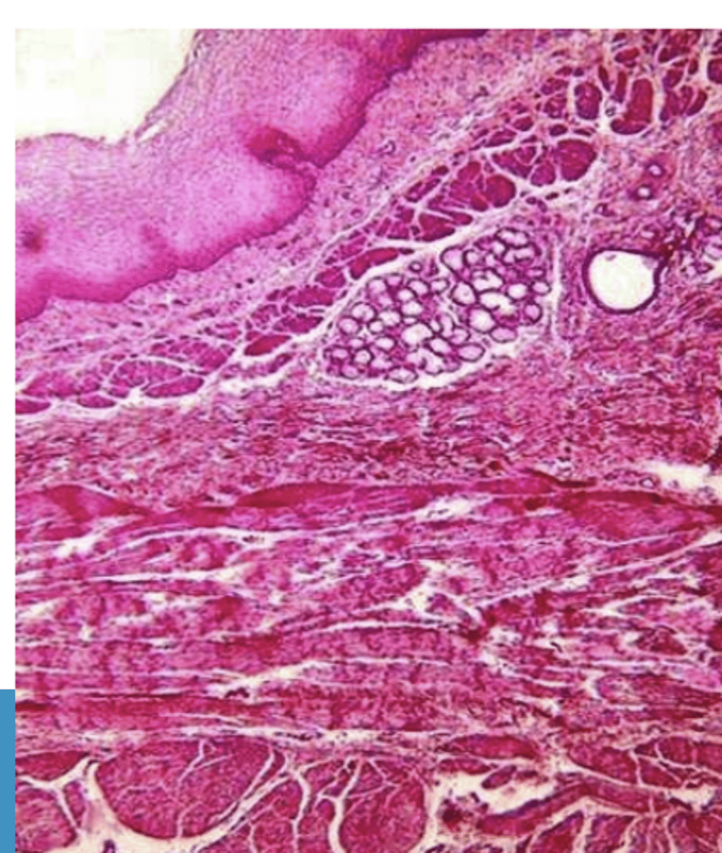 <p>esophagus- which species? why?</p>