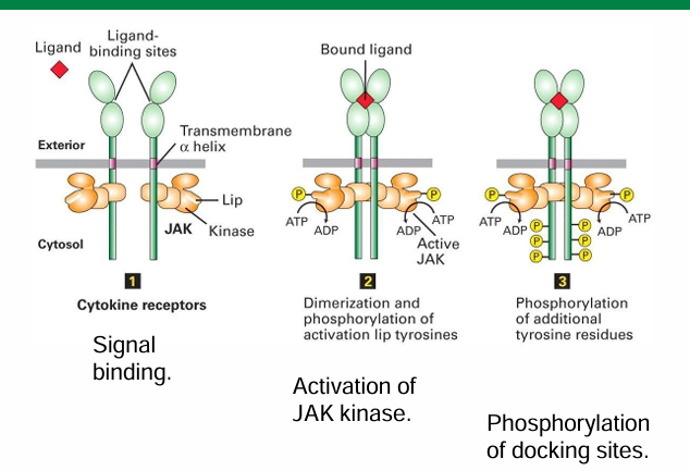 <ul><li><p>Each EpoR has a JAK kinase in its cytosolic domain</p></li><li><p>It’s unphosphorylated state is inactive with weak kinase activity</p></li><li><p>When Epo binds, it leads to dimerization of EpoR</p></li><li><p>The 2 JAK kinases becoming closer allow the neighbour to be phosphorylated to activate it&nbsp;</p></li></ul><p></p>