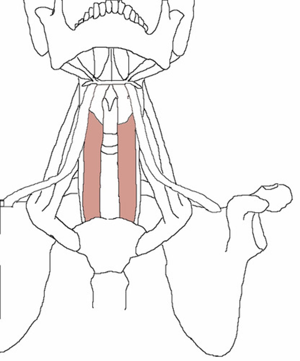 <p>lateral and deep to sternohyoid</p><p>o: posterior surface of manubrium of sternum</p><p>i: thyroid cartilage</p><p>a: pulls larynx and hyoid bone inferiorly</p>