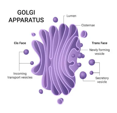 <p>Golgi Apparatus</p>