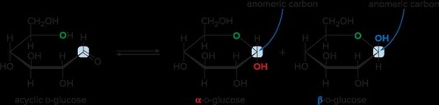 <p>The carbon atom that becomes a chirality center in a cyclic monosaccharide.</p>
