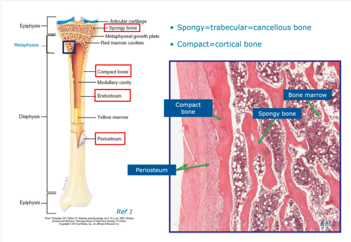 <ul><li><p>very hard and strong</p></li><li><p>found mainly in the diaphysis of long bones, where a strong tubular structure is requires</p></li><li><p>forms the cortex of all bones</p></li></ul><p>Consists of: Haversian systems (cylindrical structures)</p><ul><li><p>A central Haversian canal - nerves, blood and lymphatic vessles</p></li><li><p>lamellae - concentric (like in a tree trunk) rings/layers of bone around the canal</p></li><li><p>lacunae - spaces b/w lamellae containing osteocytes</p></li><li><p>Canaliculi - channels carrying nutrient fluid that connect lacunae and communicate with the central canal.</p></li></ul><p>Between the Haversian systems are Volkmann’s canals - they join them together and contain nerve, blood and lymphatic vessels</p><p></p>