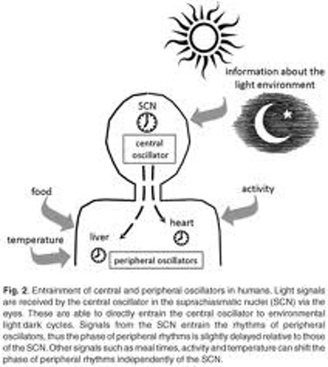 <p>External cues that synchronize circadian rhythms (e.g., light)</p>