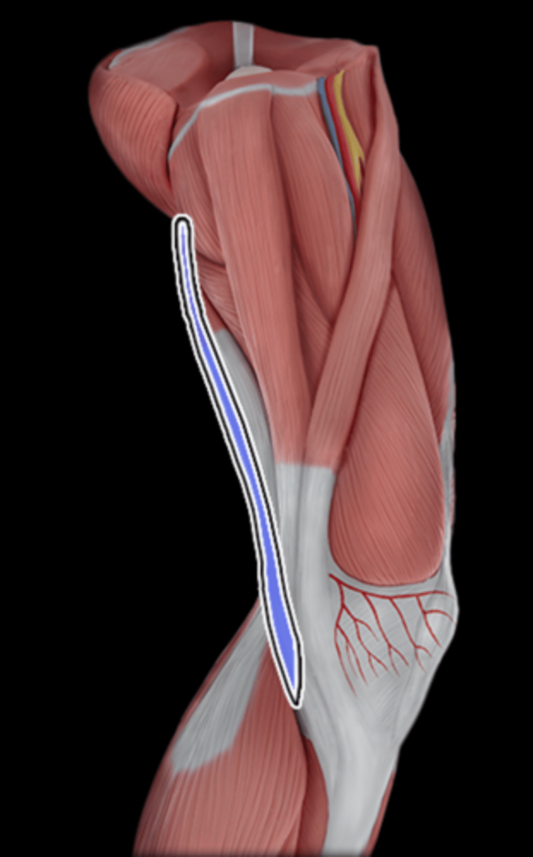 <p>What Muscle Is Highlighted?</p>