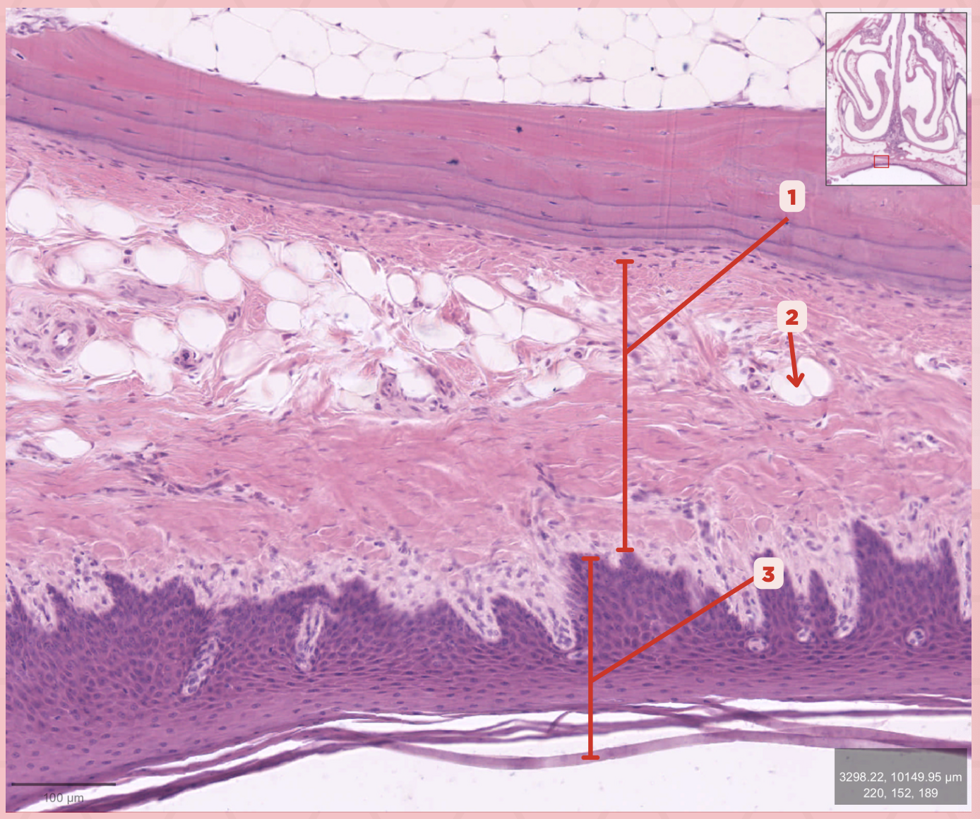 <p>Identify the structure labeled as 3.</p>