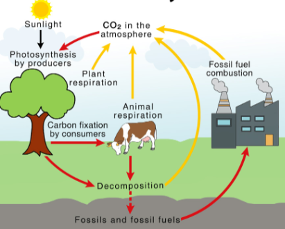 <p>What cycle is this?</p>