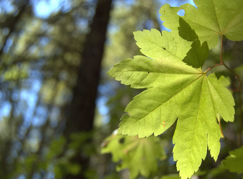 The gross primary productivity of an ecosystem is