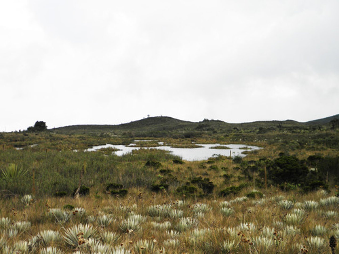 <p>High Altitude Cold Forest</p>