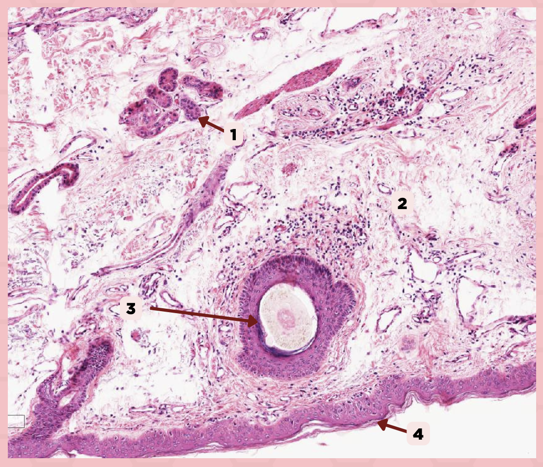 <p>Identify the structure labeled as 4.</p>