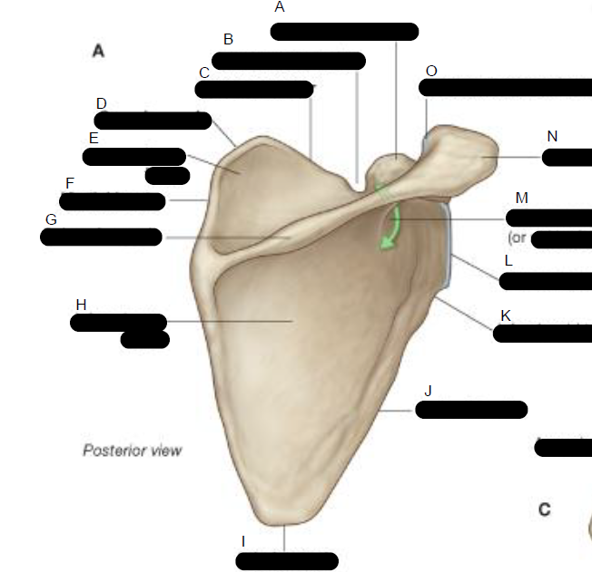 <p>Shoulder Blades ( Posterior view )</p>