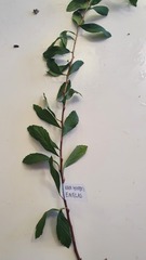 Spiraea x vanhouttei