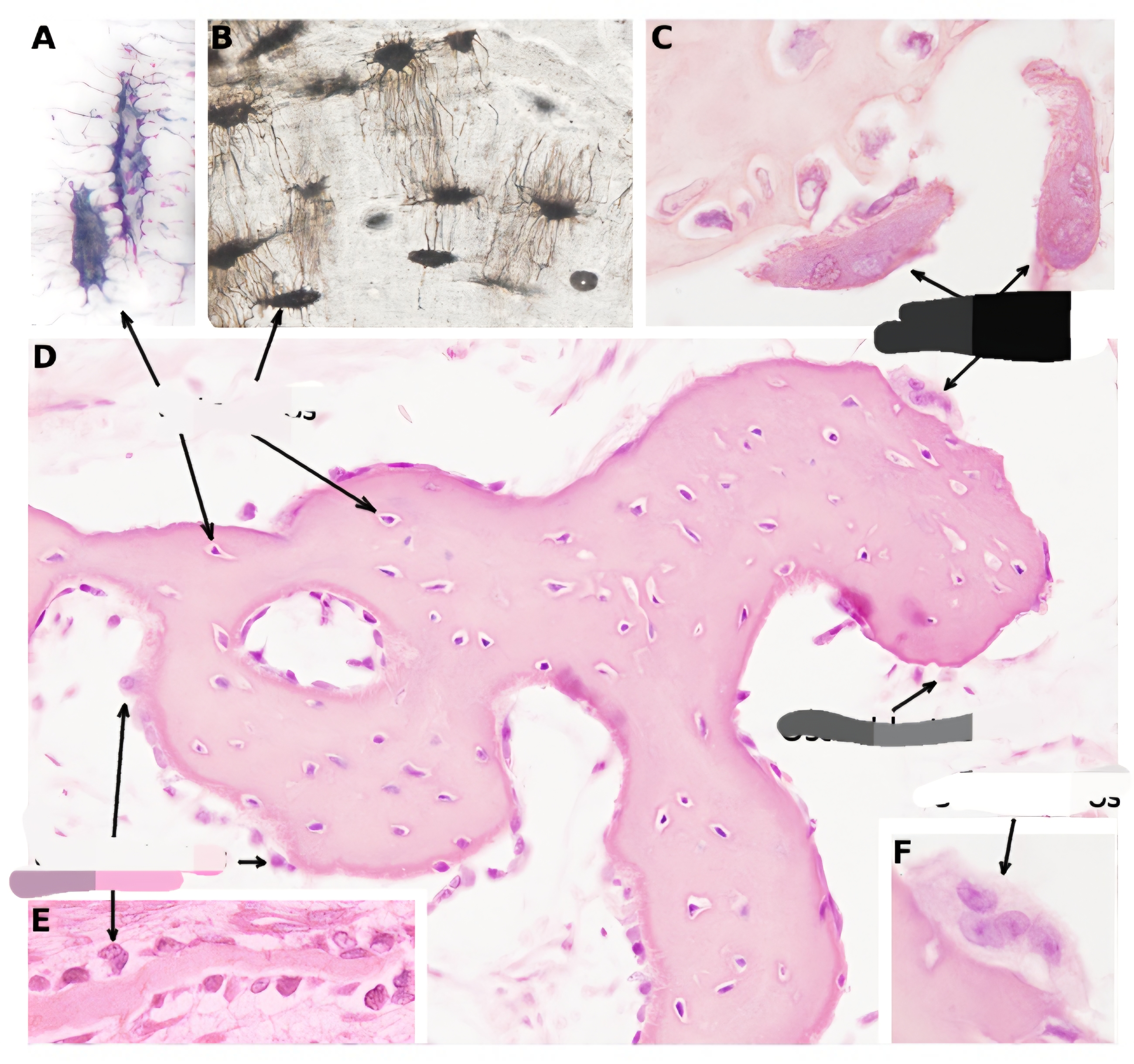 <p>Que tipo de celula es?</p>