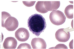 <p>agranulocyte</p><ul><li><p>looks black under microscope</p></li></ul>