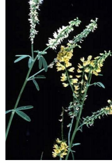 <p>• Caused by feeding mouldy sweet clover hay or silage that contains dicoumarol</p><p>• Dicoumarol is a fungal metabolite of coumarin in sweet clover</p><p>• Toxin interferes with synthesis and metabolism of vitamin K</p><p>• Vitamin K required for some clotting factors production</p><p>• Causes bleeding and liver damage</p><p>• Mostly affecting cattle and some horses</p><p>• Testing using PT</p><p>• Can be treated with blood transfusion or synthetic vitamin K</p>