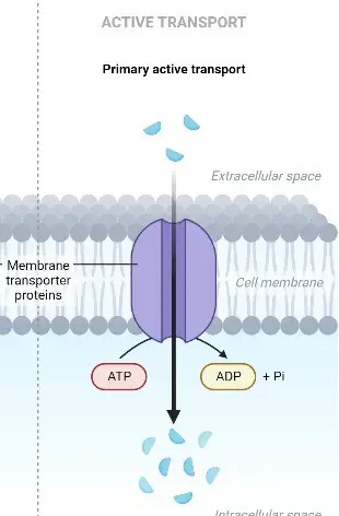 <p>Active transport of materials How does it happen?</p>