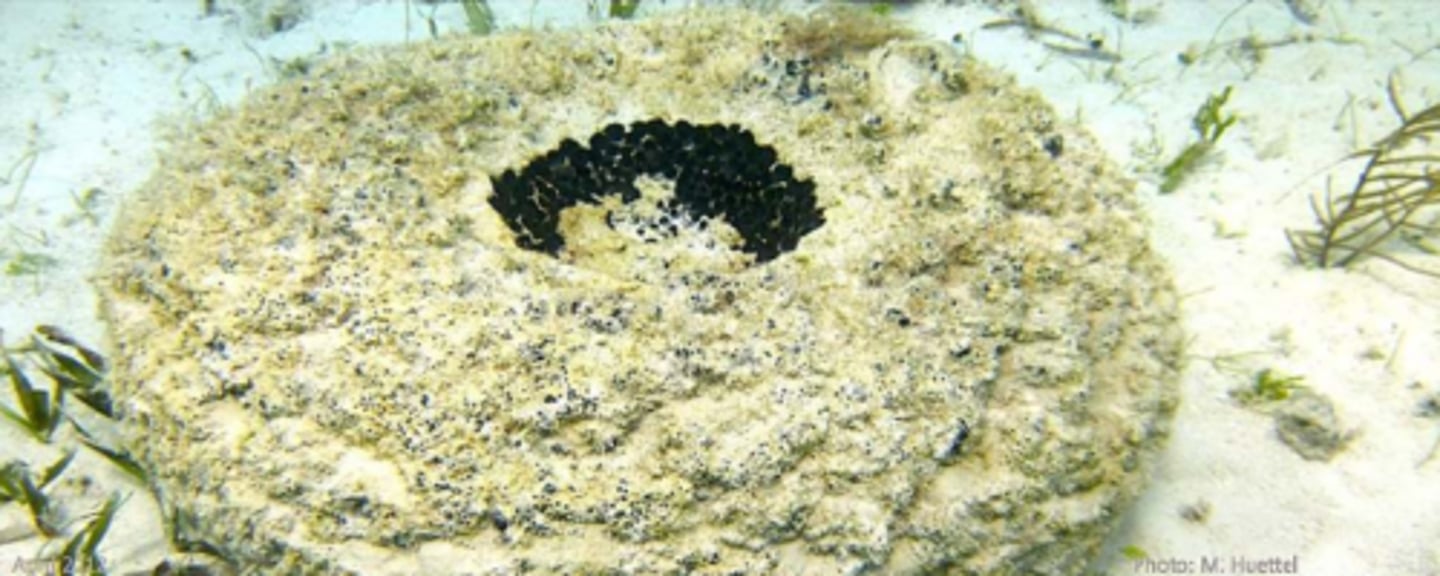 <p>Spheciospongia vesparium</p>