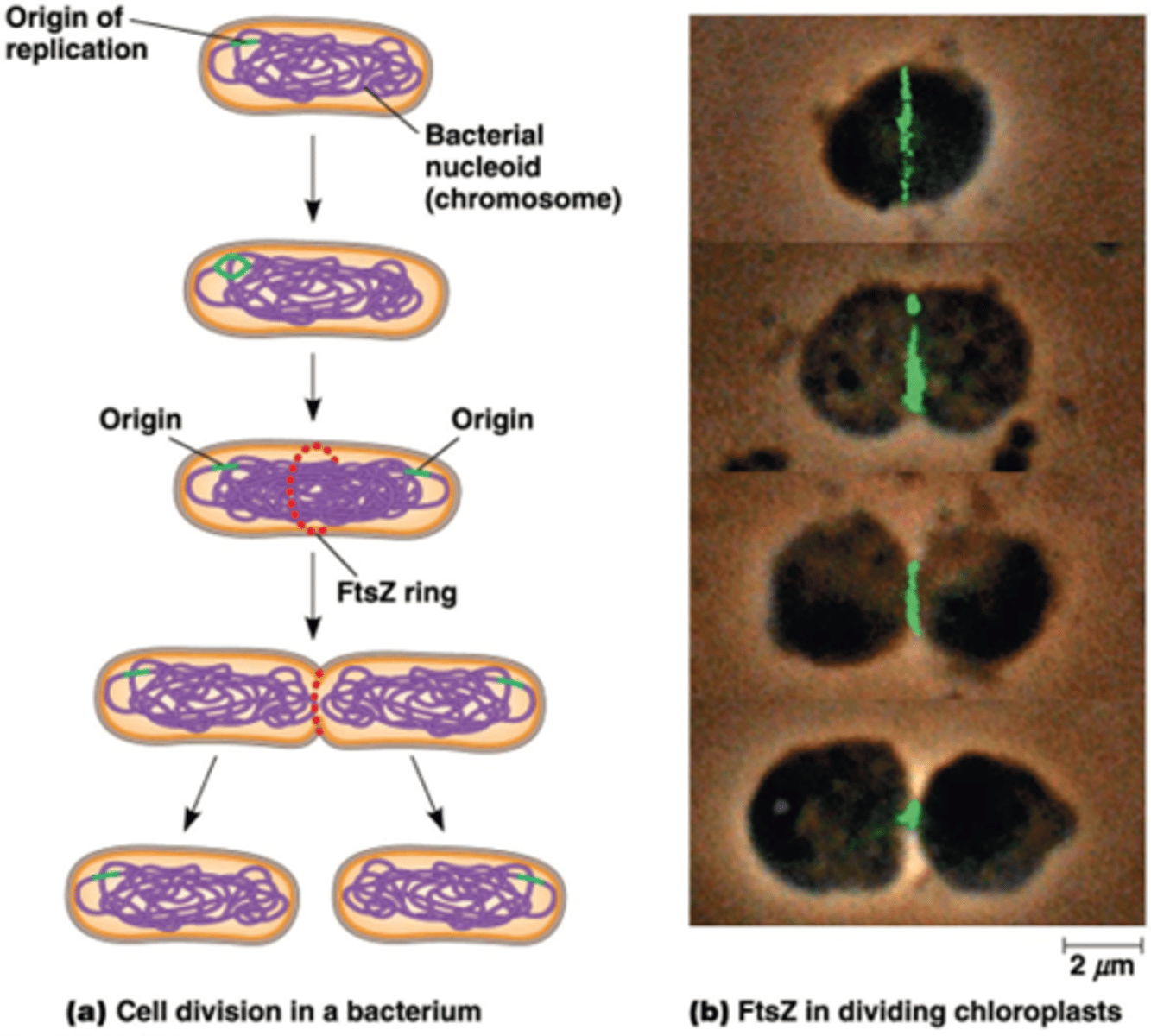 <p>Cytoskeletaal eiwit (FtsZ) dat een ringstructuur vormt</p><p>Mitochondriën en chloroplasten delen volgens gelijkaardige mechanismen</p>