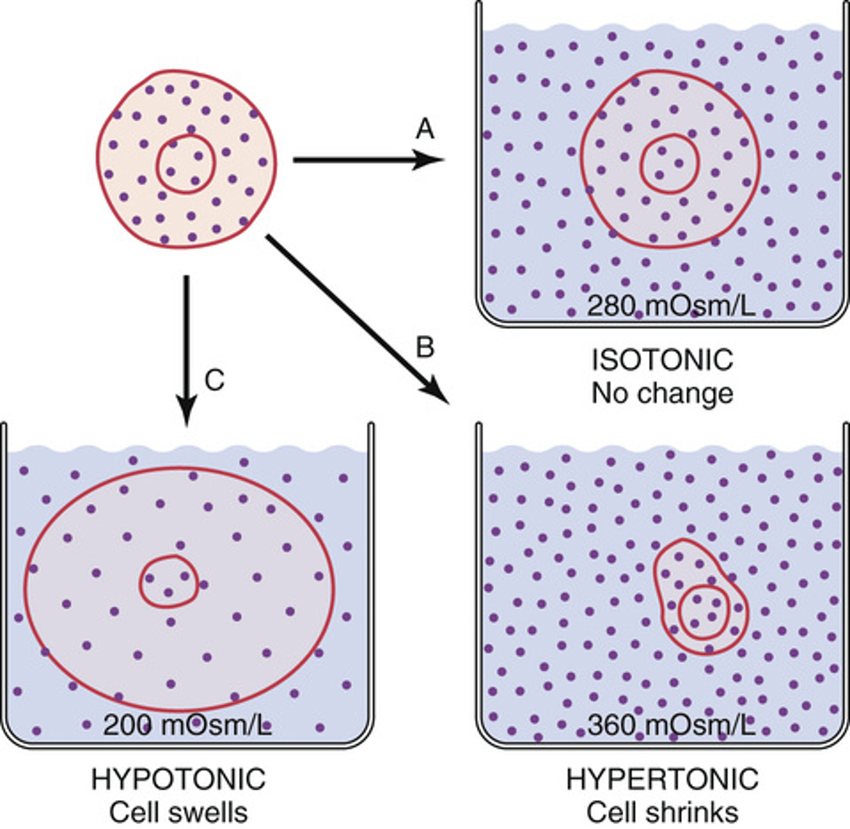 <p>it will swell</p>