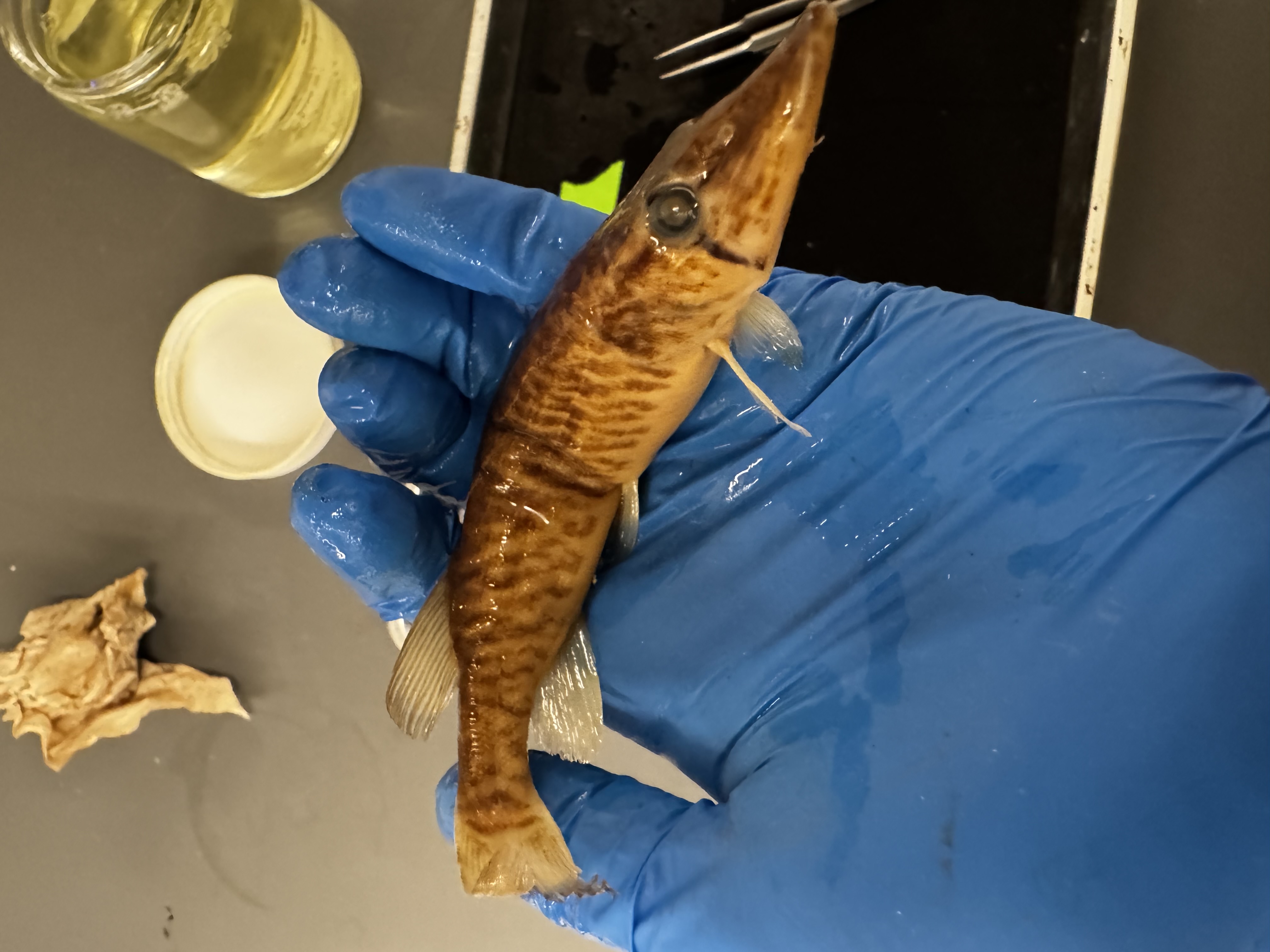 <p>Family:</p><p>Species:</p><p>Scientific:</p>