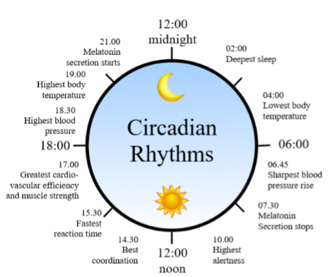 <p>A pattern of behaviour that occurs or recurs approximately every 24-hours which is set and re-set by environmental light levels</p><ul><li><p>e.g. 4am = lowest body temperature</p></li><li><p>6:45 = sharpest blood pressure rise</p></li><li><p>14:30 = best coordination</p></li></ul>