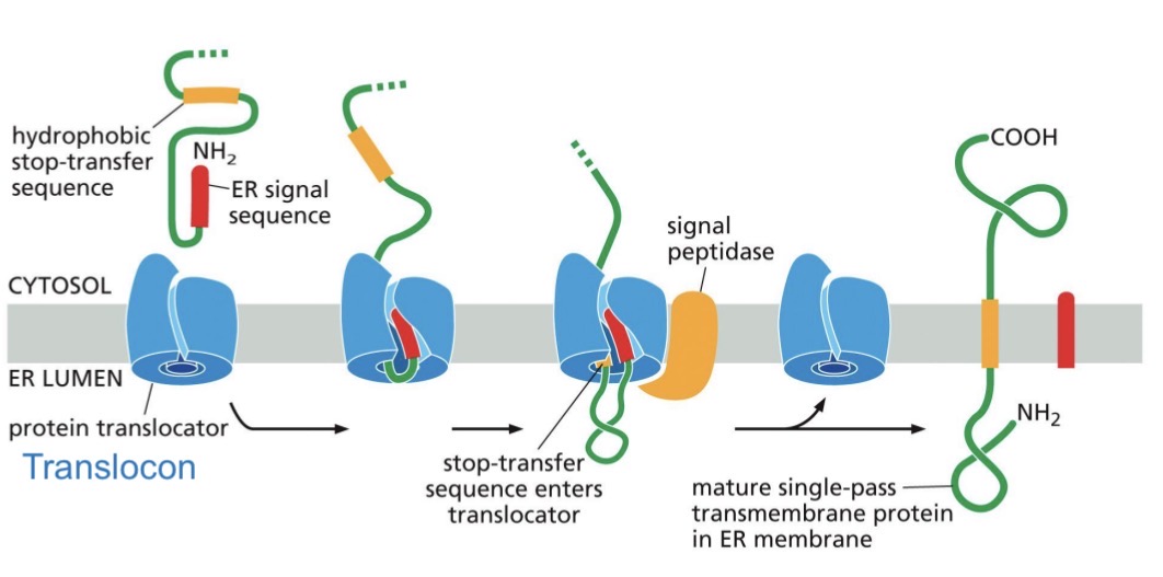 <ul><li><p><span style="color: yellow;">SRP-ribosome complex</span></p></li><li><p>Stop-transfer sequence (hydrophobic a-helix) enters translocon</p></li><li><p>Protein transfer stops</p></li><li><p>Transmembrane domain released into bilayer</p></li><li><p><span style="color: rgb(16, 255, 0);">Signal peptidase</span> cleaves</p></li><li><p><span style="color: rgb(0, 255, 245);">Translocon</span> closes</p></li><li><p>protein synthesis completed</p></li></ul><p>Destination: membrane of endomembrane organelle or plasma membrane</p><p></p>