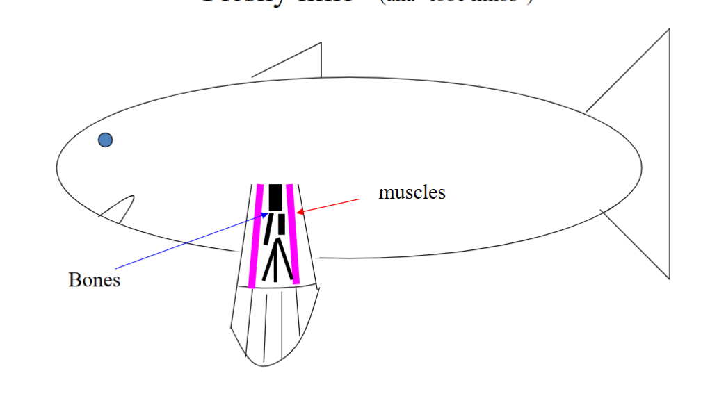 <p>They have flesh and muscle at the bases of their limbs/fins; Bones enveloped in clumps of muscles; a sub-group developed arms, legs, and digits and moved to live on land (tetrapods)</p>