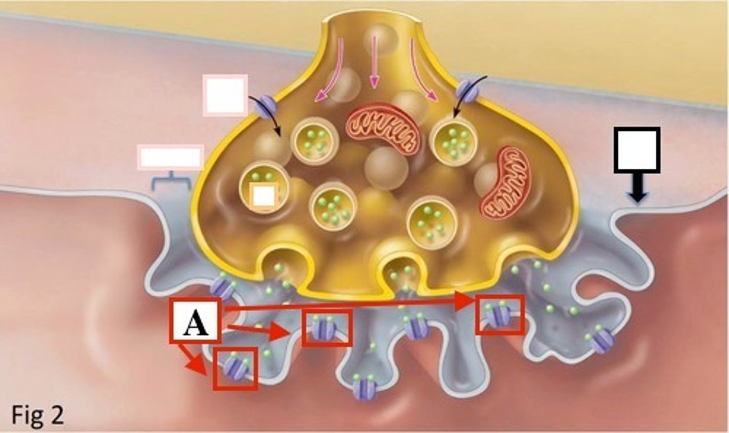 <p>Proteins receptors on the motor end plate of muscle cell that bind ACh</p>