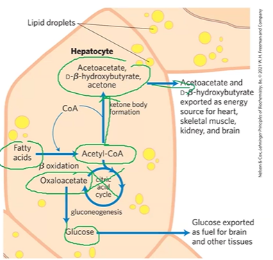 <p>FA in lipid droplets in hepatocytes go thru Boxidation &gt; ACoA</p><ul><li><p>ACoA should &gt; Krebs but cant</p></li></ul><p>ACoA &gt; KB formation which supplies CoA for Boxidation (pos feedback)</p><p>AAc, DBHB, acetone &gt; energy for body / exhaled</p>
