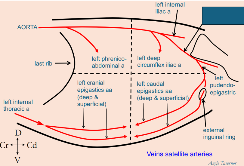 <p>What artery is this?</p>