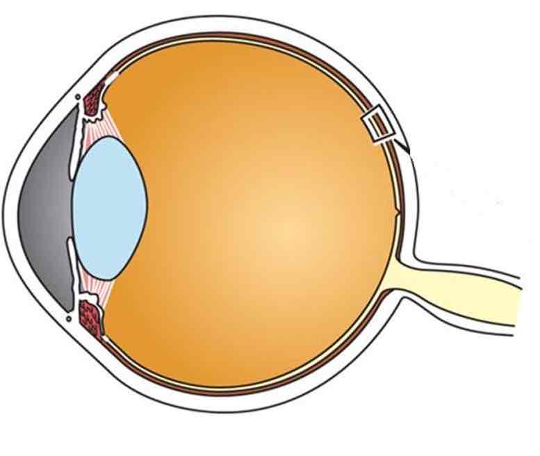 <p>Anatomy of the eye</p>