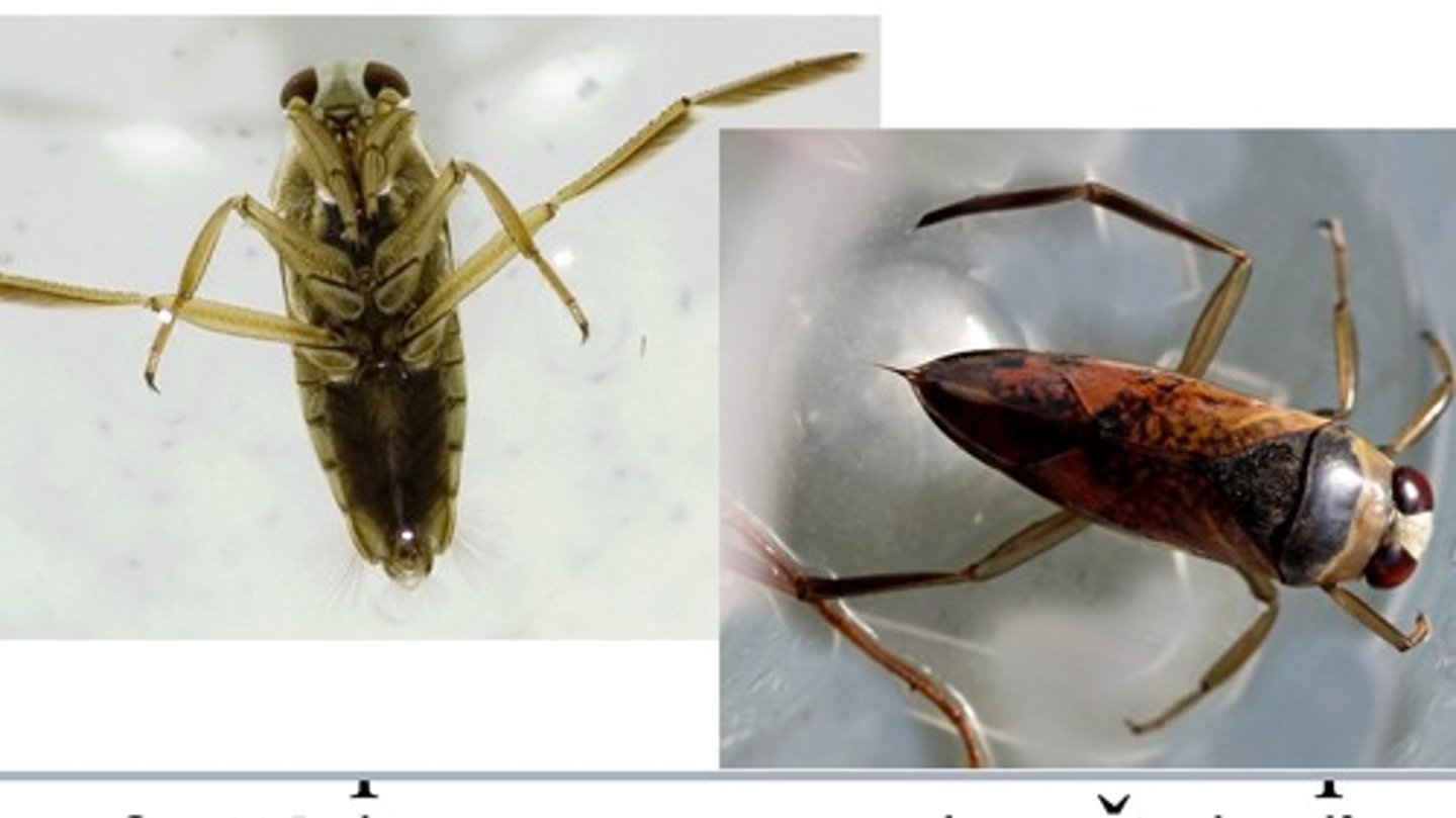 <p>ŘÁD- česky, latinsky</p><p>Podřád-česky latinsky</p><p>Infrařád-/</p><p>Čeleď-/</p><p>rod-/</p><p>druh-česky</p><p>(bodavě savé ústa, fytofágní, vodní dravý, kýlovité zespodu sploštělé tělo, šťítek na zádech černý, často plave na hladině a požírá hmyz uvízlí na hladině, plovací končetiny)</p>