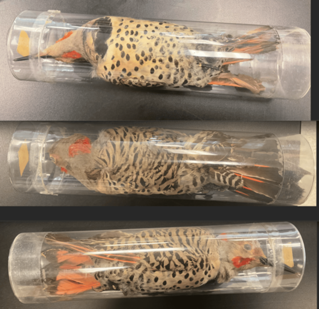 <p>DIET</p><p>- omnivorous (both plant and animals)</p><p>---------------------------</p><p>BEAK</p><p>- long and thin</p><p>- sharp</p><p>---------------------------</p><p>FEET MORPHOLOGY</p><p>- Zygodactyl </p>
