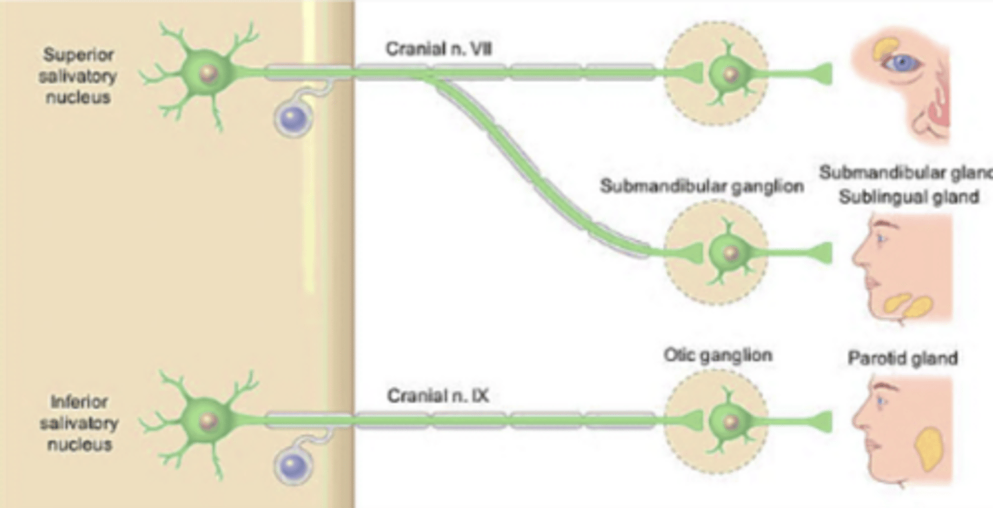 <p>superior</p><p>inferior</p>