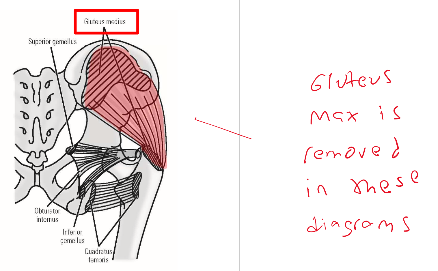 <p><span><u><span>Origin</span></u><span>: lateral (external) surface of ilium portion of hipbone</span></span></p><p><span><u><span>Insertion</span></u><span>: greater trochanter of femur</span></span></p><p><span><u><span>Action</span></u><span>: abduction of thigh at hip joint</span></span></p><ul><li><p><span><span>Action during walking: with one foot off the ground, these muscles contract on </span><u><span>weight-bearing side</span></u><span> to maintain horizontal position of the pelvis</span></span></p></li></ul><p><span><span>—» Prevents drop of unsupported side of pelvis by pulling pelvis toward weight-bearing limb</span></span></p>