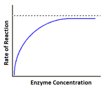 <p><span>Enzyme concentration on enzymatic activity</span></p>