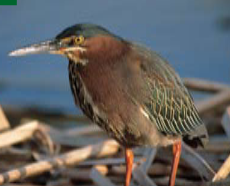 <p><span><span>Butorides virescens</span></span></p>