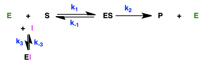 <p>equilibrium between E + I and enzyme-inhibitor complex </p>
