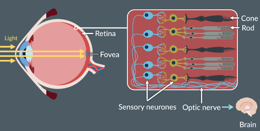 <p>Retina: Layer of tissue at the back of human eye that detects light from the environment.</p><p>At the centre there is the fovea, where most of the light falls. At the fovea (Cones are present, rod cells are absent, for sharp, detailed and colour vision)</p><p>The cone and rod cells are connected to sensory neurons, which are connected to the optic nerve to send impulses to the brain. They are also transducers (convert light energy to electrical energy)</p>